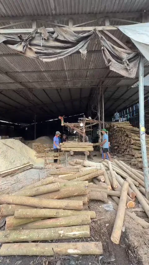 gỗ tròn rừng trồng xếp ở bãi chờ xẻ tại xưởng pallet