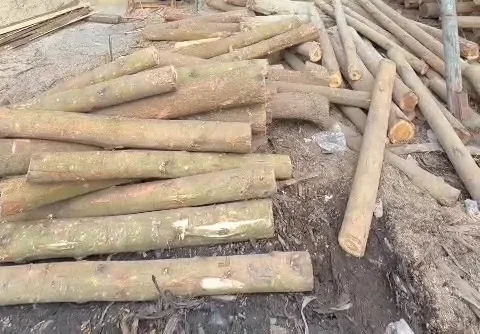 khúc gỗ tròn rừng trồng còn vỏ chất ở bãi chờ xẻ tại xưởng