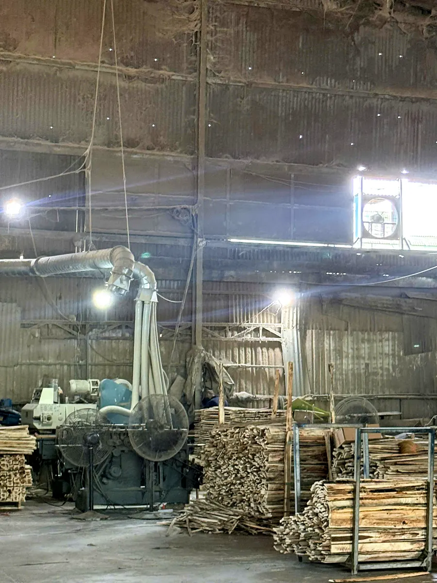 máy cưa có ống hút bụi và kiện ván gỗ tràm trong xưởng pallet