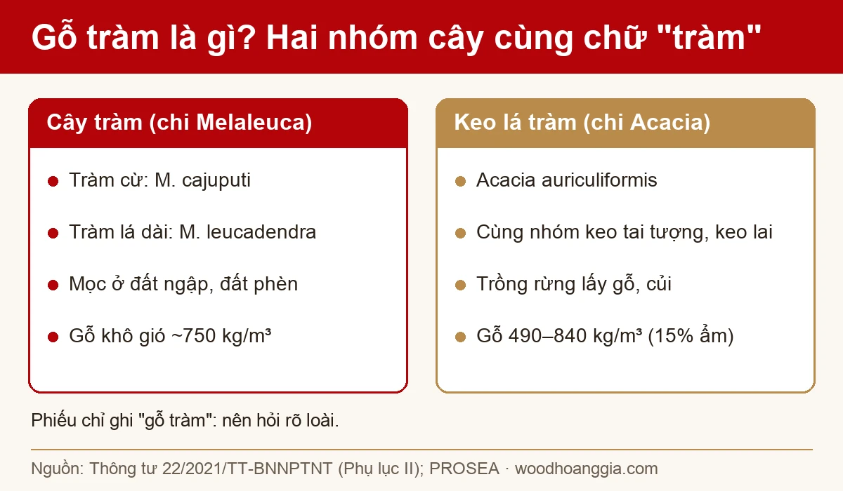sơ đồ phân biệt gỗ tràm chi Melaleuca và keo lá tràm chi Acacia